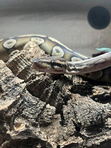 IMG_20250706_120502_447