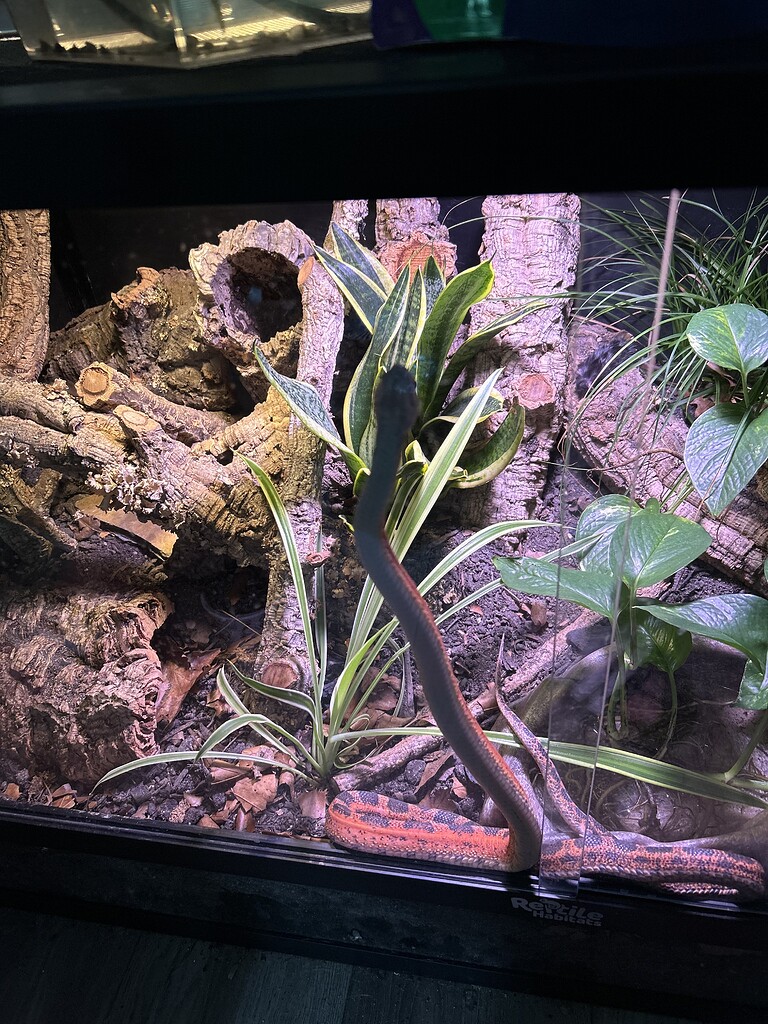 Elmo is a bit confused 😵‍💫 - Rat Snakes - MorphMarket Reptile Community