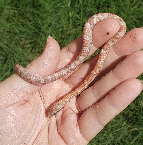 peachy orange baby corn snake on hand