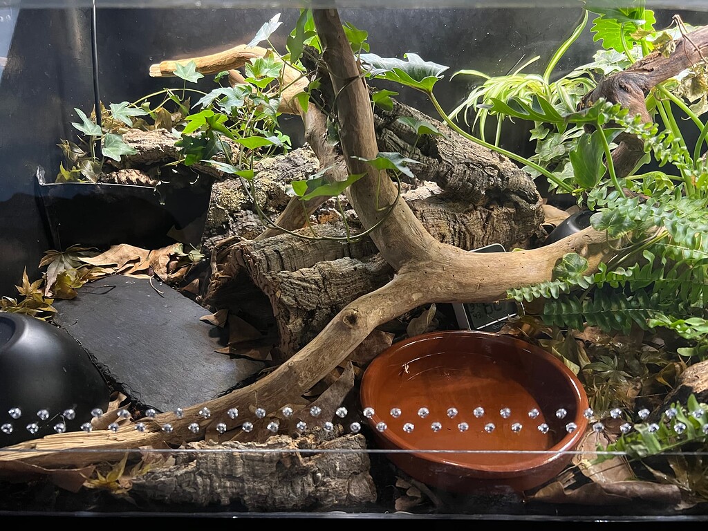 Mites eating springtails? - Ball Pythons - MorphMarket Reptile Community