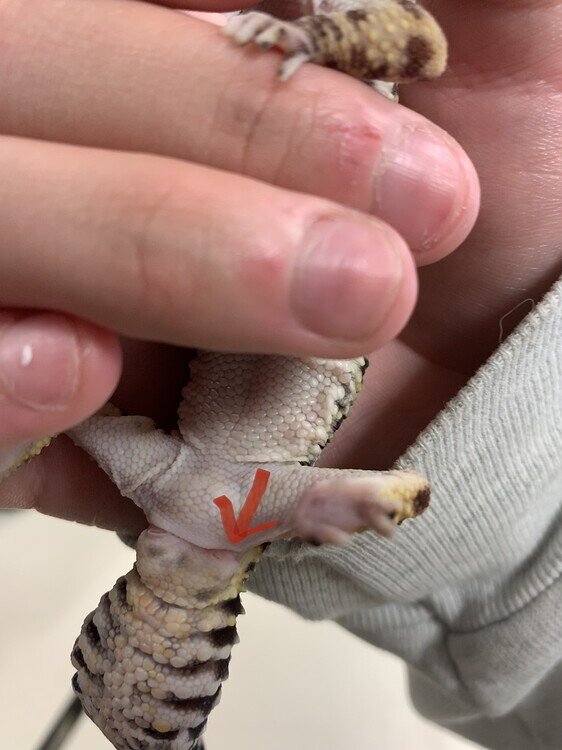 HELP! Something came out of my leopard geckos vent Leopard Geckos MorphMarket Reptile Community