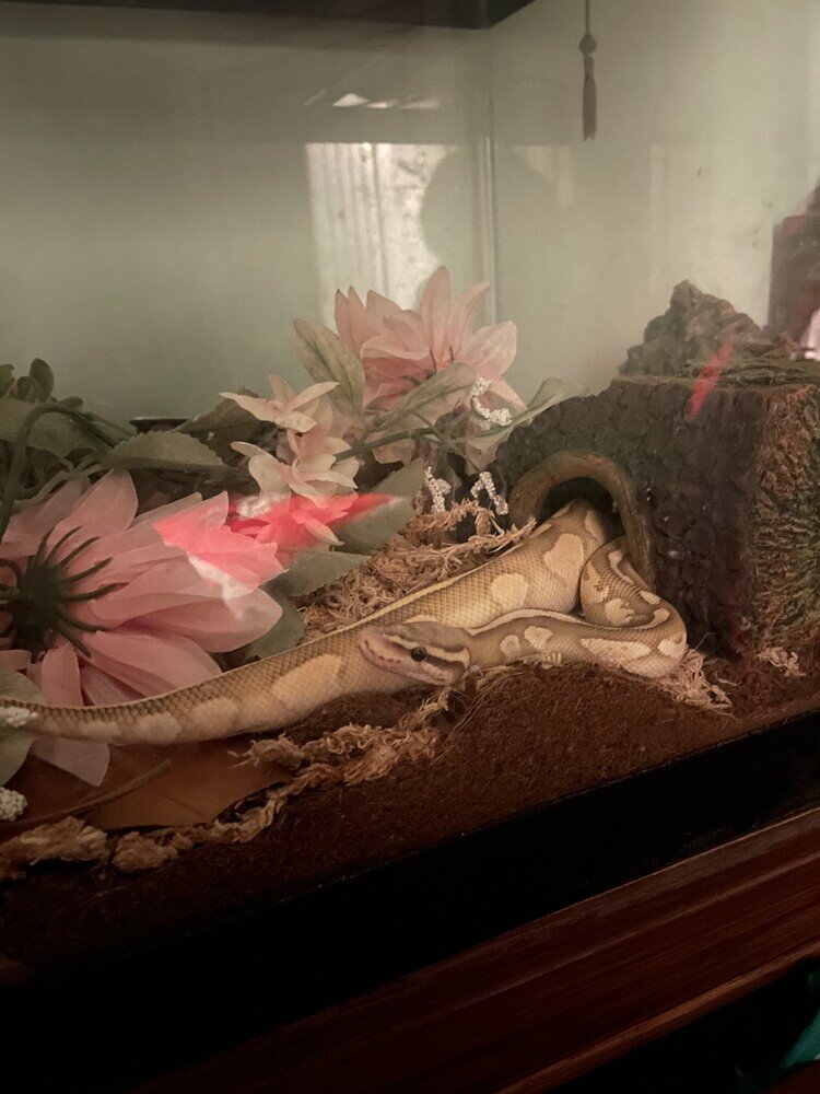 Goofy ahh girl - Ball Pythons - MorphMarket Reptile Community