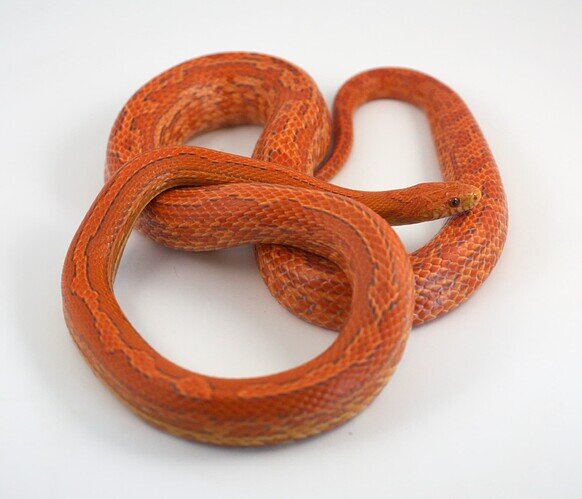 orange corn snake