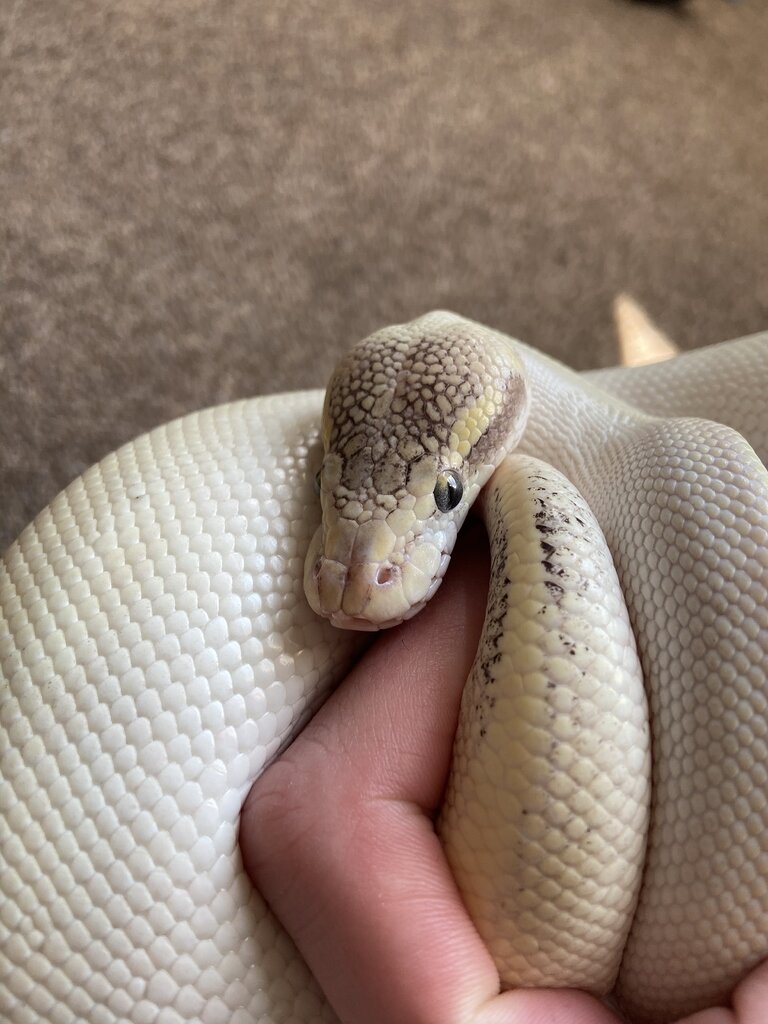 Opal Diamond Help - Ball Pythons - MorphMarket Reptile Community