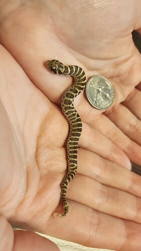 Messenger_creation_5A0EFB39-E930-443F-8F08-C53DE4D6B8FC