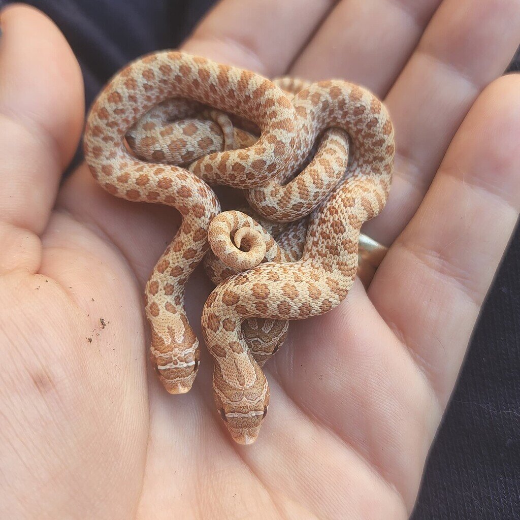 Lightning had babies! Adorable Toffee het Toxic hoggies Western