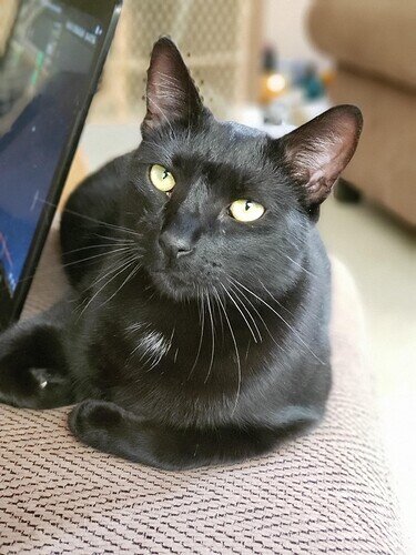 bagheera