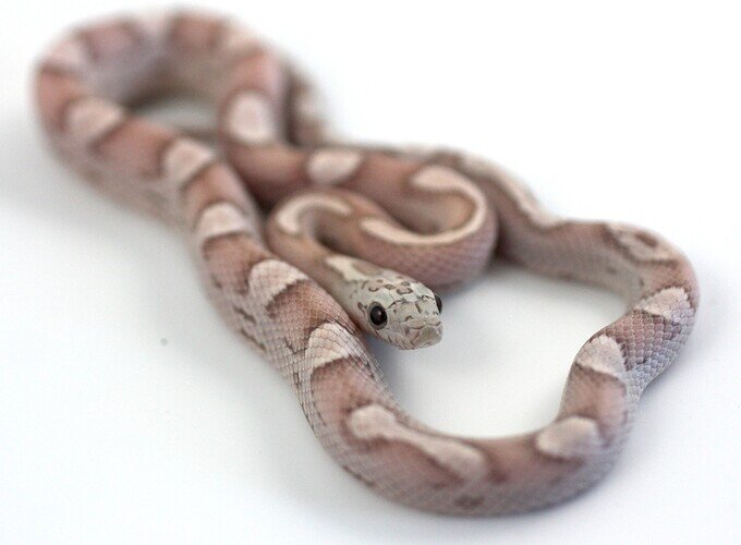 pale pink baby corn snake