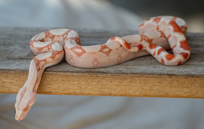 DudexCali kahl poss jungle