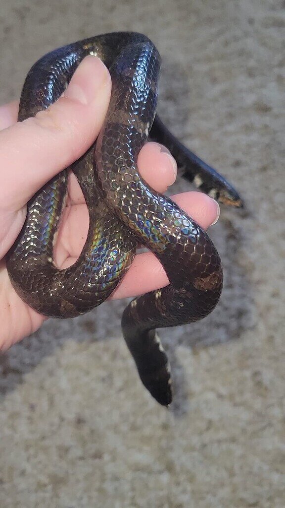 Jodi's pipe snake (Cylindrophis jodiae)