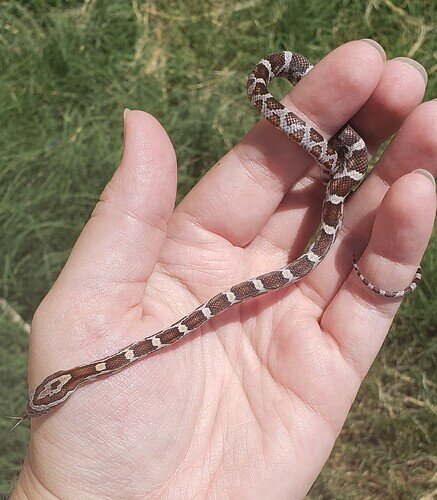 orange and brown baby corn snake on hand