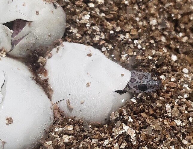 spotted baby corn snake head emerging from egg