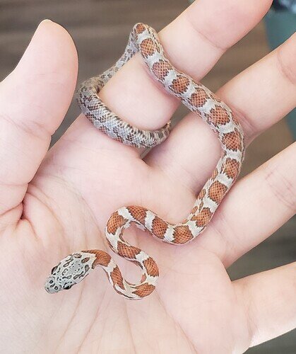 orange and gray baby corn snake on hand