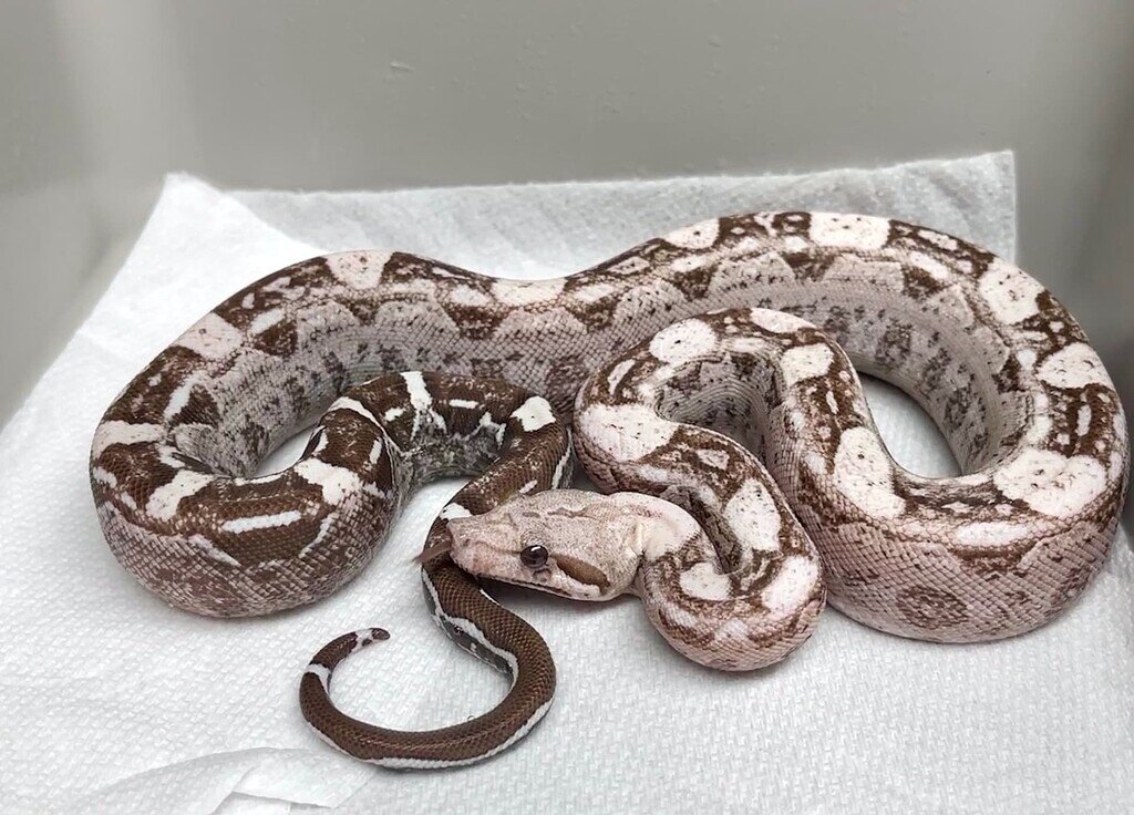 2020 And 2021 Season Baby Update Pics Boa Constrictors MorphMarket 2020-and-2021-season-baby-update-pics-boa-constrictors-morphmarket