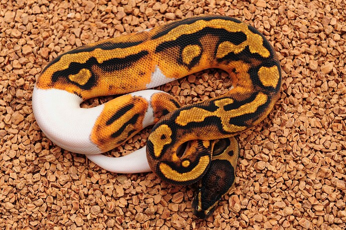 Super HOG Pied het Albino 2