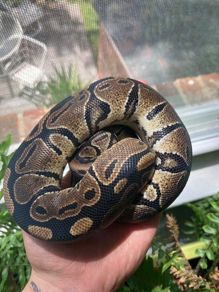 Morph ID: pet store normal? - Ball Pythons - MorphMarket Reptile Community
