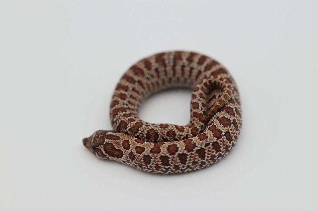 Citrus Hognose Gene [DONE] - Genetics & Species - MorphMarket Reptile ...