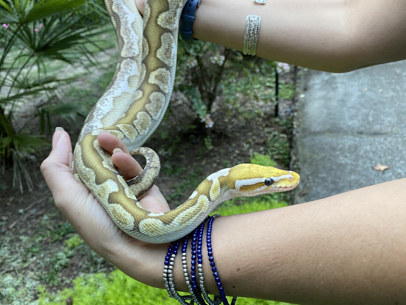 Bamboo Morph Identification Help - Ball Pythons - MorphMarket Reptile ...