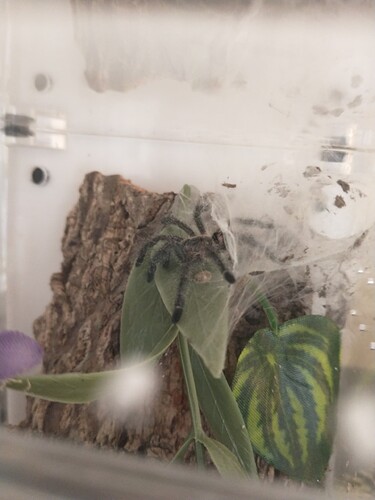 IMG_20250327_120423062