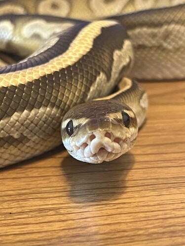 Snickers, bongo YB cypress mojave female