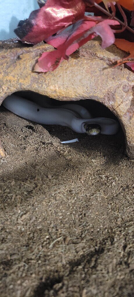 Picture of How To Feed Your Snake Frozen Mice - XYZReptiles