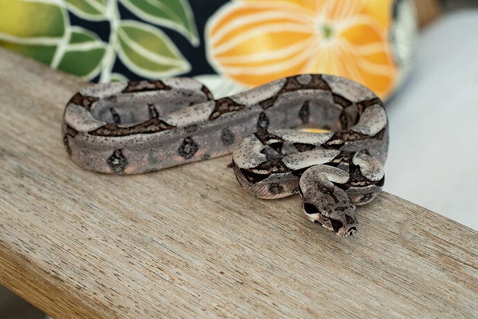 Jungle het kahl 1st-2