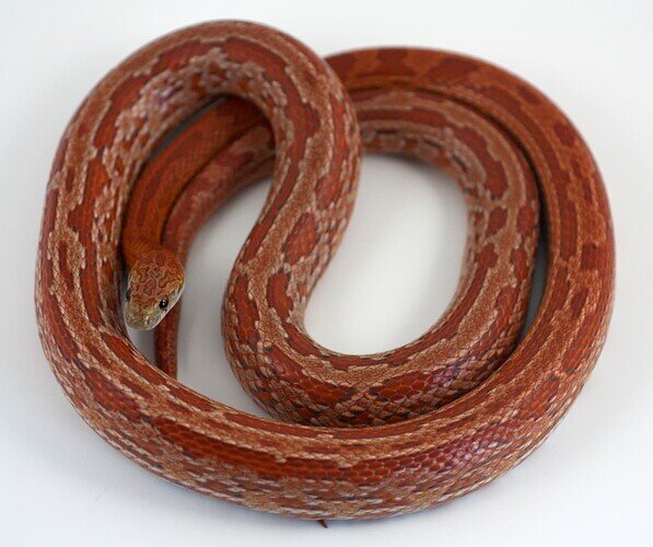 orange and red corn snake with messy pattern