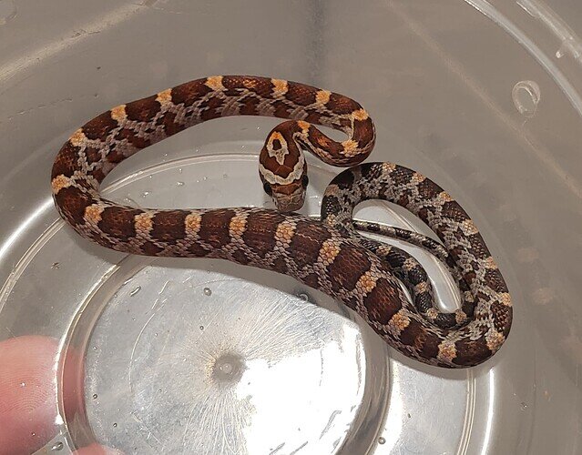 orange and gray baby corn snake with lump in belly