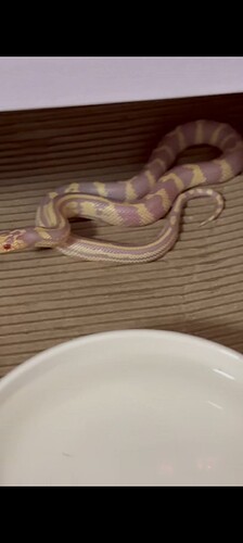 Screenshot_20260420_210803