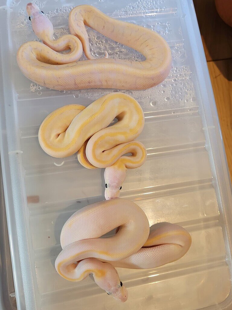 Super happy 😀 Ball Pythons MorphMarket Reptile Community