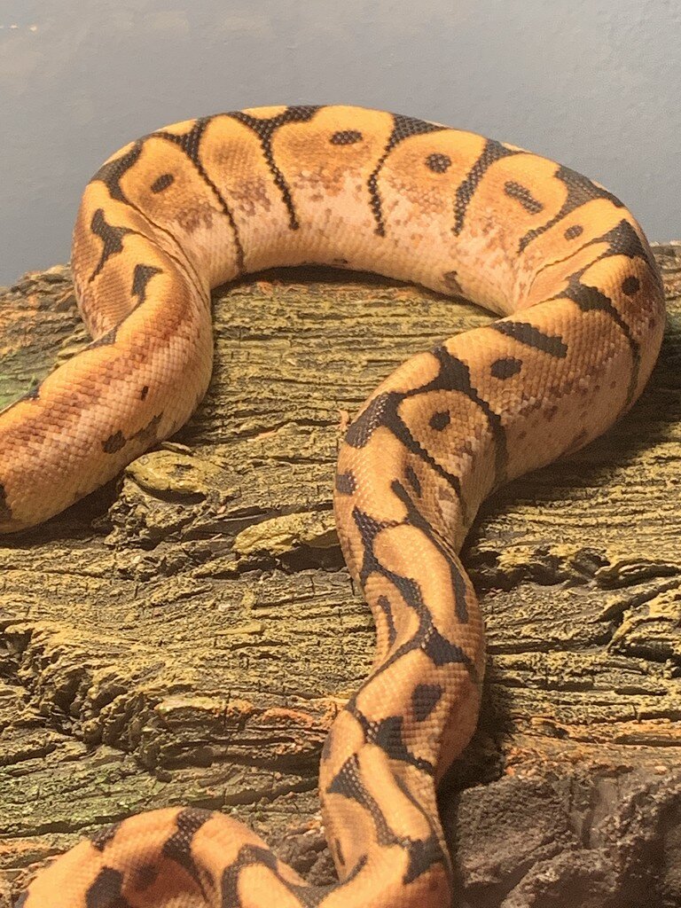 Morph ID Please - Ball Pythons - MorphMarket Reptile Community