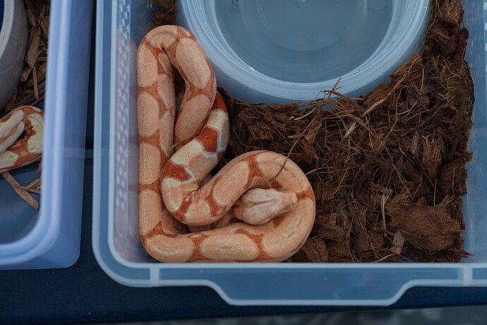 Kahl sheds 12.2025-5