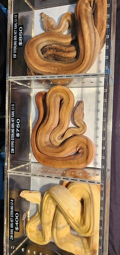 1000031044