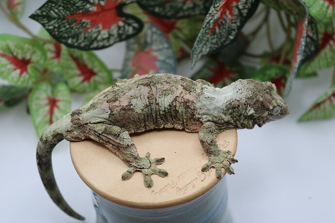 55B860F4-85D8-4F88-8FDD-CFAAE34638BF_1_105_c