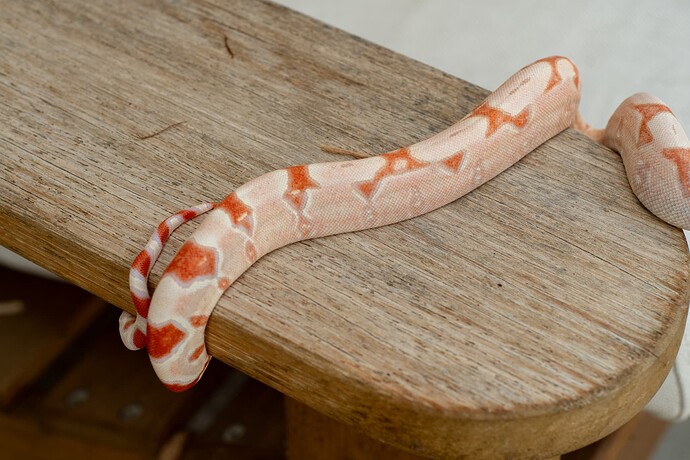 rc pastel kahl jungle 1st-2