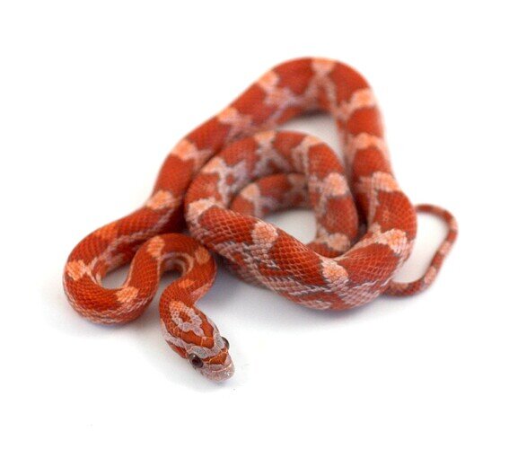red baby corn snake
