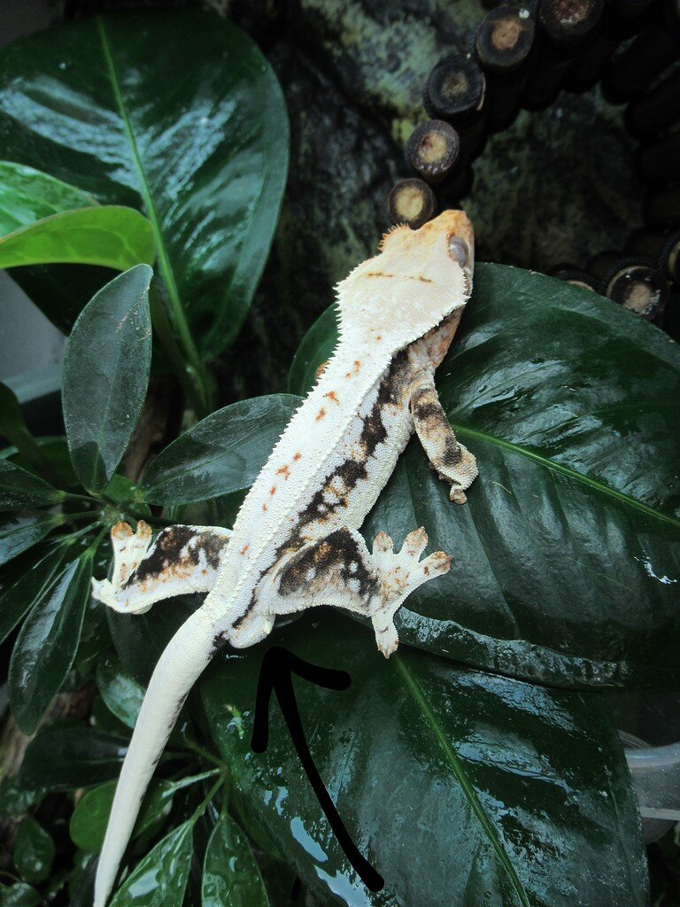 How To Tell The Sex Of A Crested Gecko Crested Geckos Morphmarket