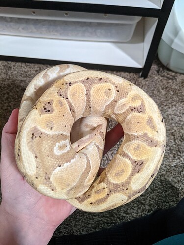 17766252141027001342886471847063