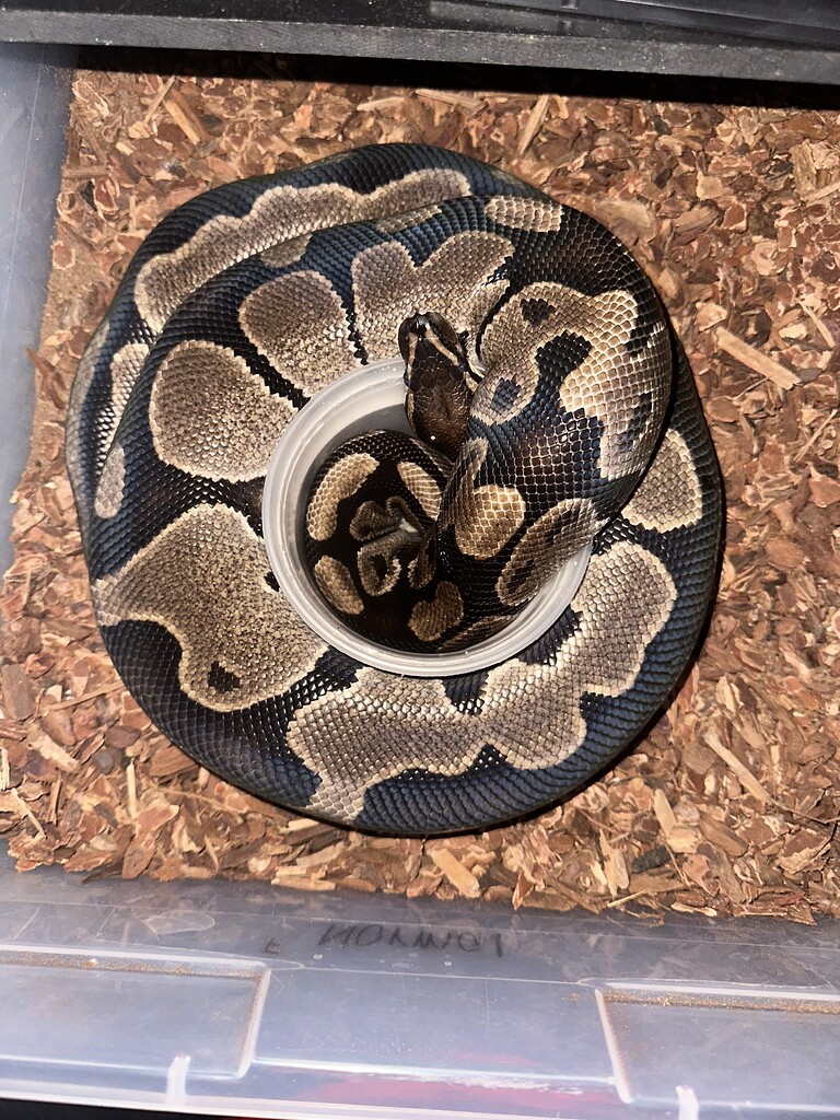 First time Ball python breeding - Ball Pythons - MorphMarket Reptile ...