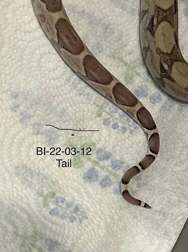 BI22-03-12 tail