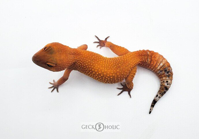 Geckoholic-tang leo2