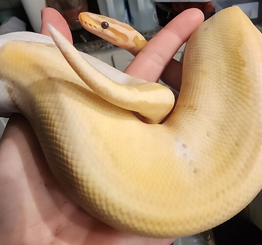 Screenshot_20260314_011408_Gallery