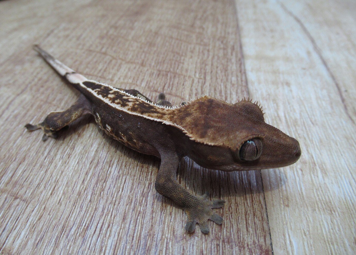 Crested Gecko Morph / Trait Guide - Crested Geckos - MorphMarket ...