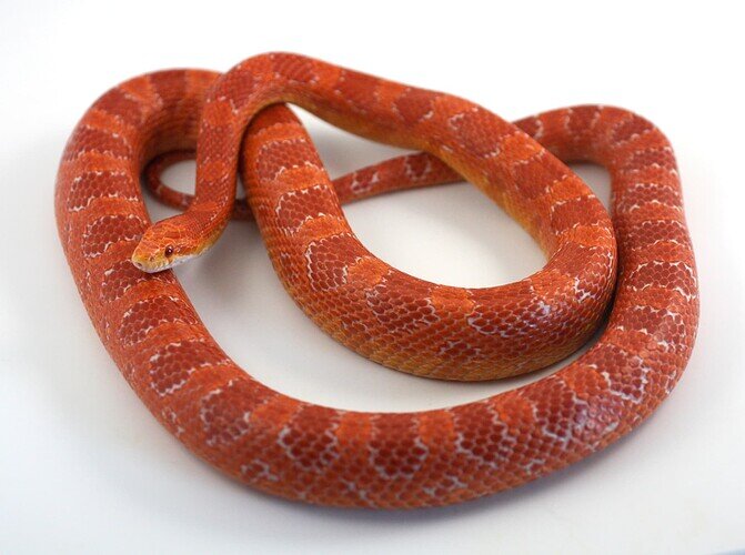 red corn snake