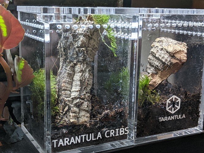 Arboreal Tarantula Enclosure, Tarantula Cribs