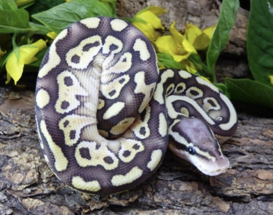 Show me your Alien heads - Ball Pythons - MorphMarket Reptile Community