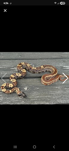 Screenshot_20260420_165618_MorphMarket