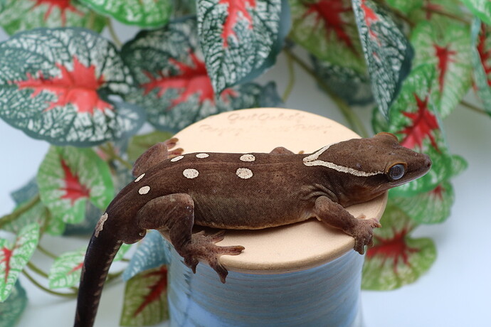 1E67E96B-6611-4D49-8659-B32C490A0548_1_105_c