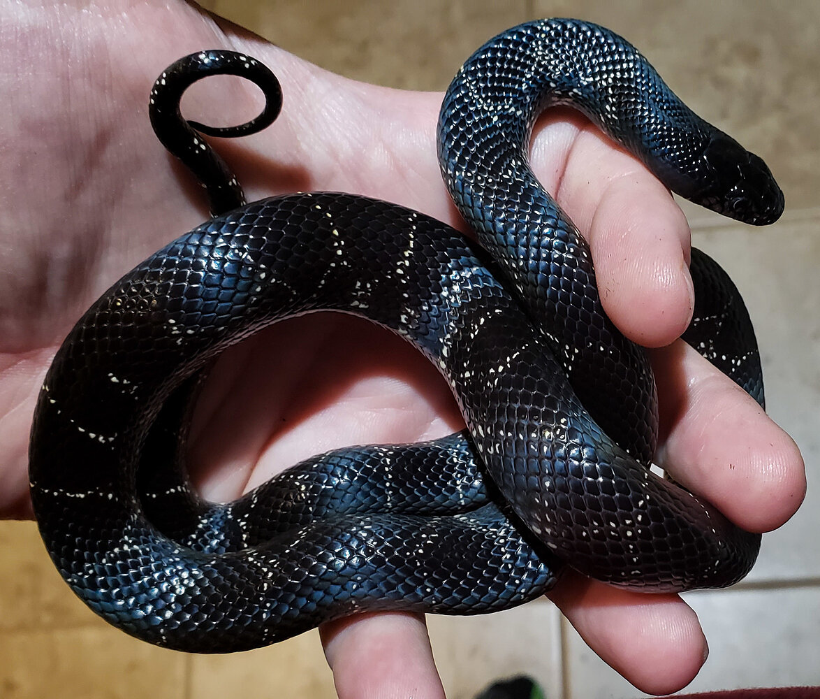 My Hybrid Collection - Colubrids - MorphMarket Reptile Community