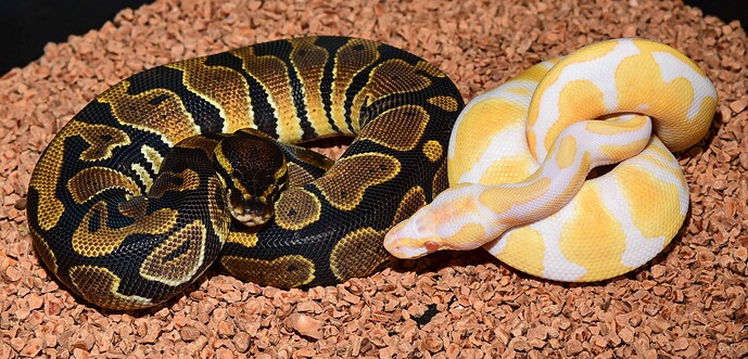 HOG (Base on left)